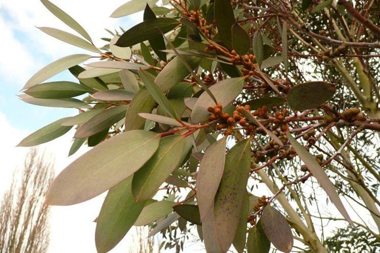 Eucalyptus pauciflora Eucalyptus pauciflora subsp niphophila Plants Oak Leaf Gardening