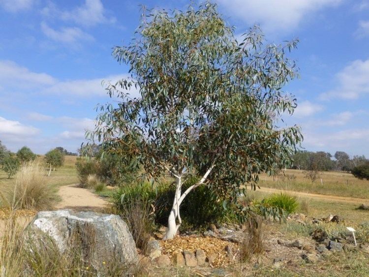 Eucalyptus pauciflora Eucalyptus pauciflora subsp pauciflora White Sally Snow Gum