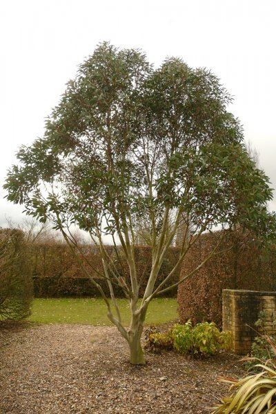 Eucalyptus pauciflora Eucalyptus pauciflora subsp niphophila Plants Oak Leaf Gardening