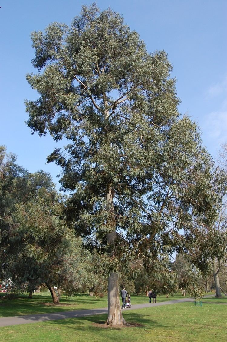 Eucalyptus perriniana Eucalyptus perriniana landscape architect39s pages