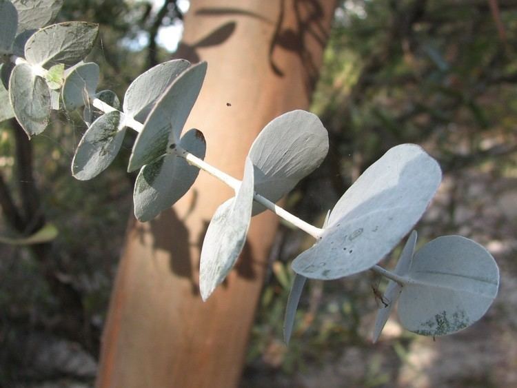 Eucalyptus perriniana Eucalyptus perriniana Wikipedia