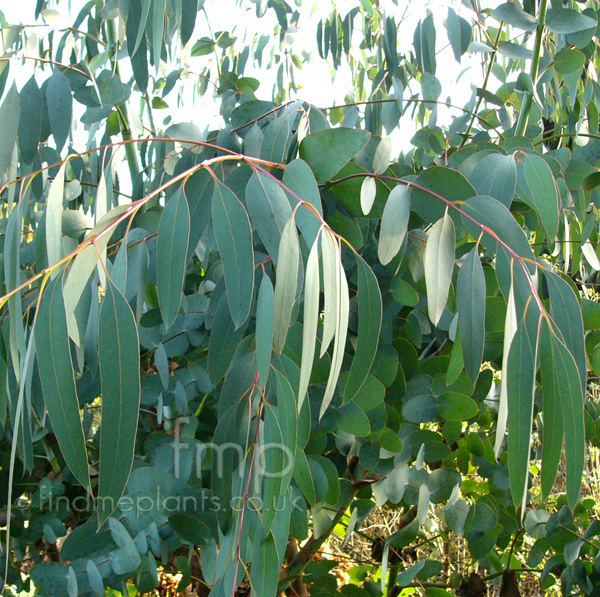 Eucalyptus perriniana wwwfindmeplantscoukpicsinfulleucalyptusperri