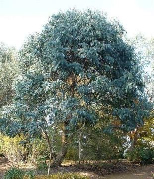 Eucalyptus perriniana Deeproot Plant Base Online Eucalyptus perriniana