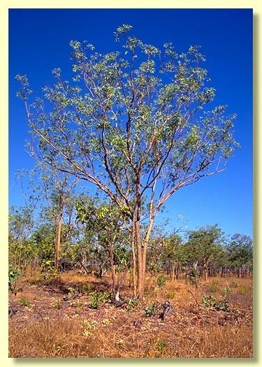 Eucalyptus phoenicea Factsheet Eucalyptus phoenicea