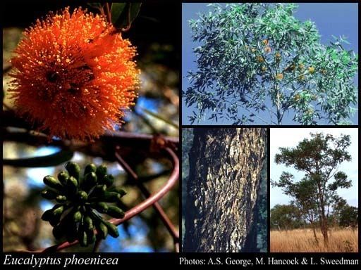 Eucalyptus phoenicea Eucalyptus phoenicea FMuell FloraBase Flora of Western Australia