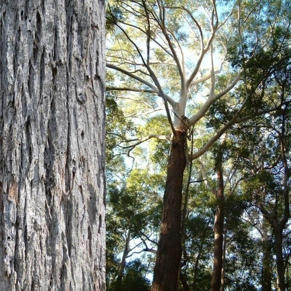 Eucalyptus pilularis Eucalyptus pilularis Noosa39s Native Plants