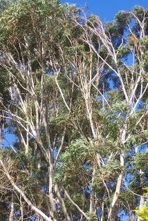 Eucalyptus pilularis httpsuploadwikimediaorgwikipediacommonsdd