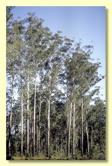 Eucalyptus pilularis Factsheet Eucalyptus pilularis