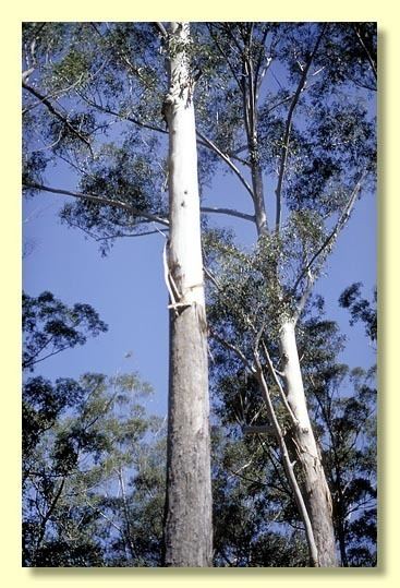Eucalyptus pilularis Factsheet Eucalyptus pilularis