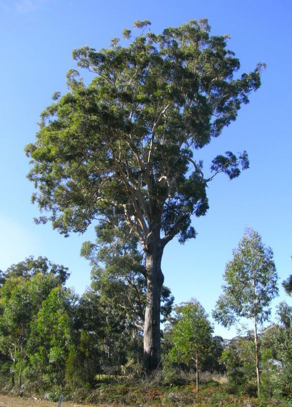 Eucalyptus pilularis Tree Register National Register of Big Trees