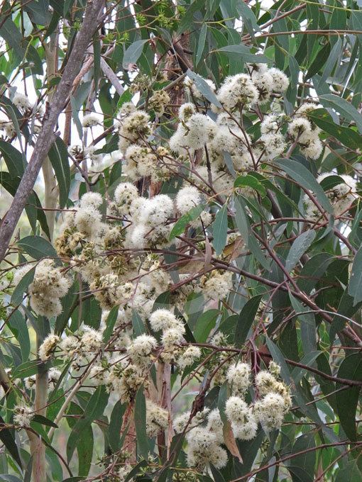 Eucalyptus piperita Eucalyptus piperita Sydney Peppermint information amp photos