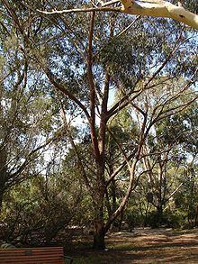 Eucalyptus piperita httpsuploadwikimediaorgwikipediacommonsthu