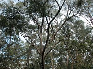 Eucalyptus piperita Trees In Newcastle Species CatalogueEucalyptus piperita