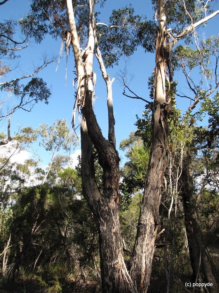 Eucalyptus piperita Sydney39s Wildflowers and Native Plants Eucalyptus piperita Sydney