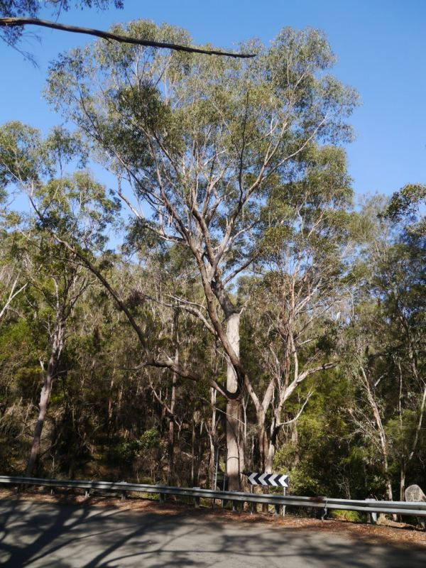 Eucalyptus piperita Tree Register National Register of Big Trees