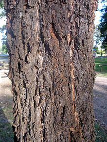 Eucalyptus placita httpsuploadwikimediaorgwikipediacommonsthu