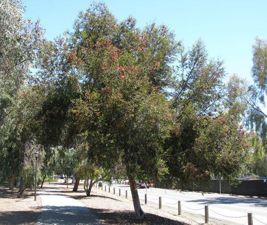 Eucalyptus platypus UFEI SelecTree A Tree Selection Guide