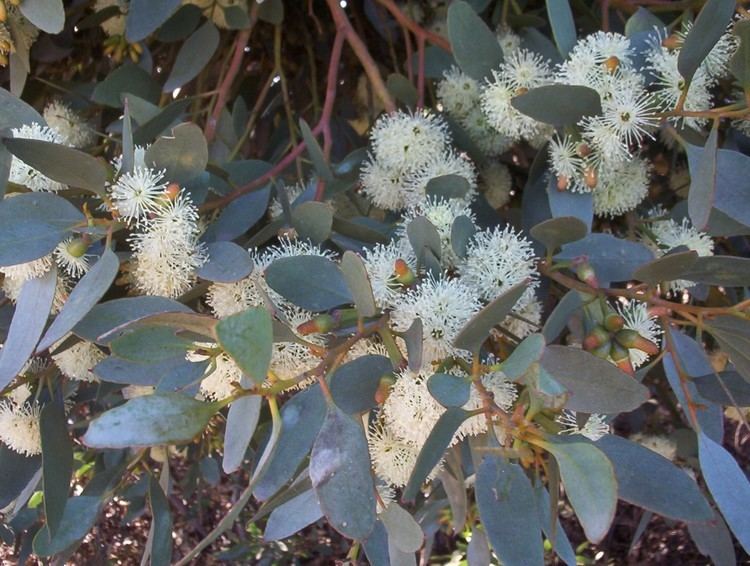 Eucalyptus platypus Eucalyptus platypus Moort Mallee Native Plants