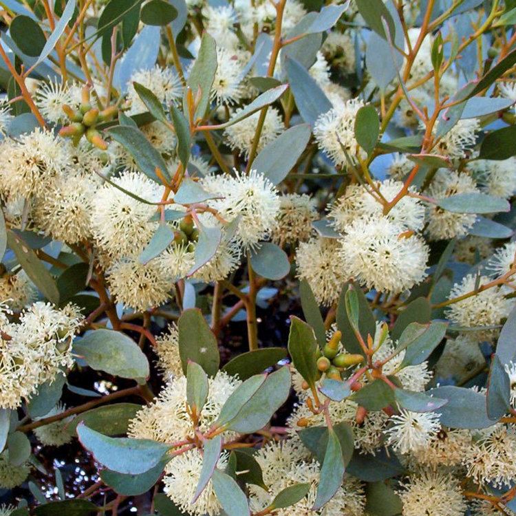 Eucalyptus platypus Australian Seed EUCALYPTUS platypus