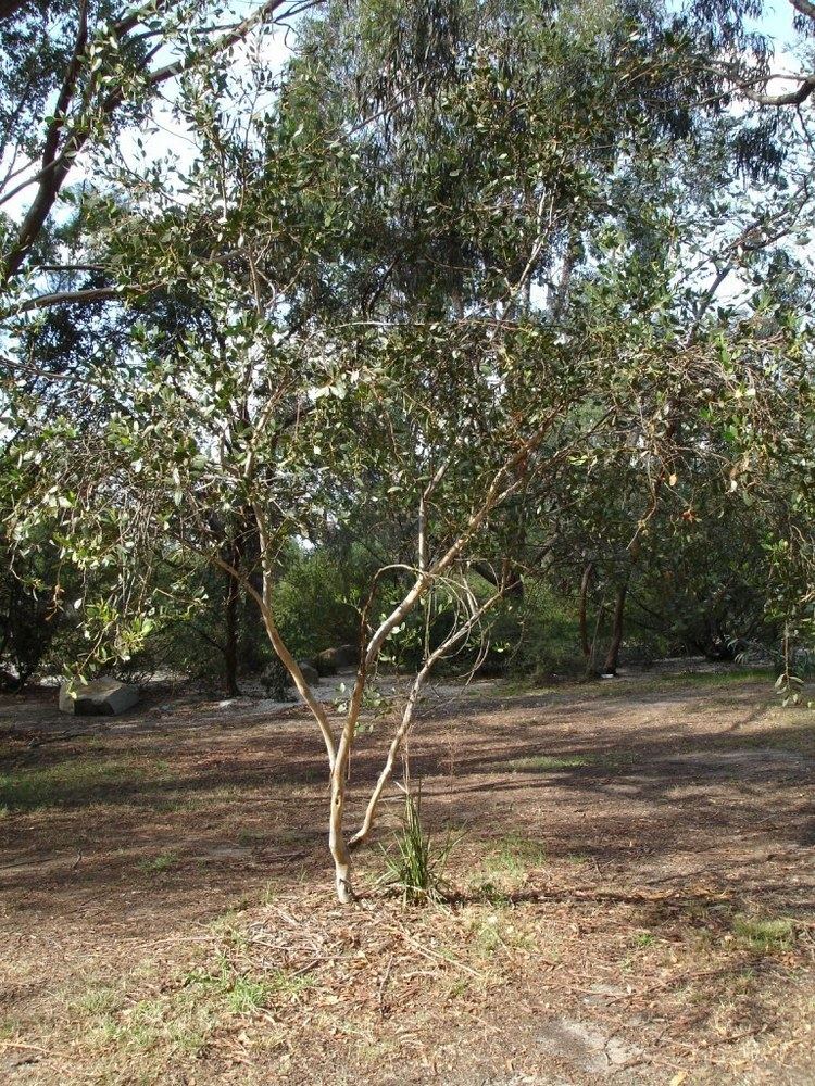 Eucalyptus platypus httpsuploadwikimediaorgwikipediacommons99