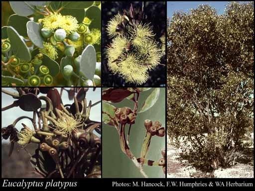 Eucalyptus platypus Eucalyptus platypus Hook FloraBase Flora of Western Australia