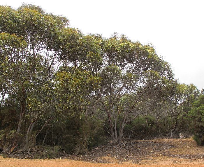 Eucalyptus platypus Esperance Wildflowers Eucalyptus platypus subsp congregata Moort