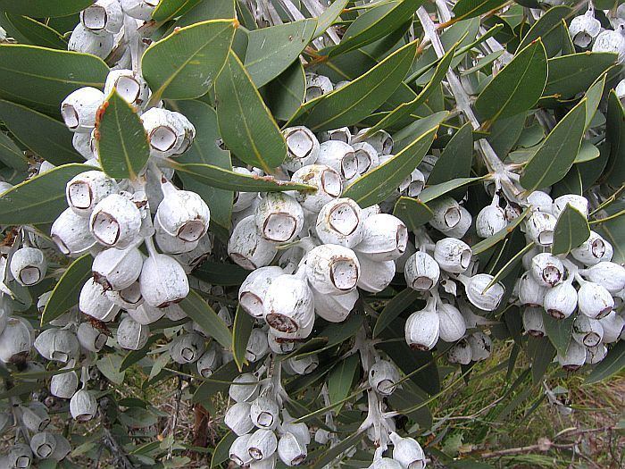 Eucalyptus pleurocarpa Esperance Wildflowers Eucalyptus pleurocarpa Tallerack