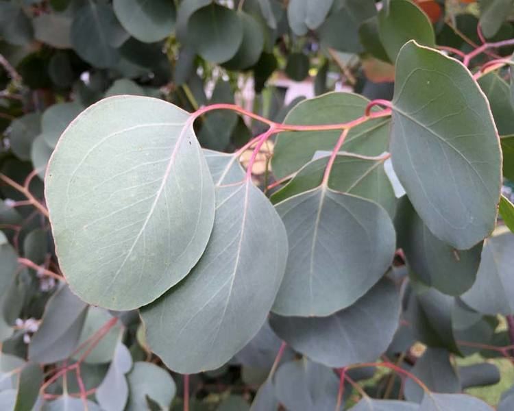 Eucalyptus polyanthemos GardensOnline Eucalyptus polyanthemos