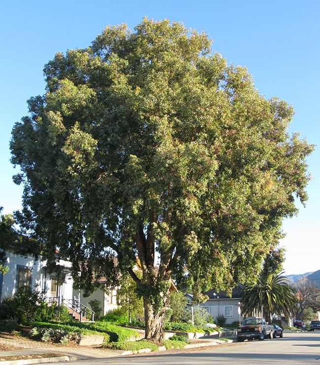 Eucalyptus polyanthemos UFEI SelecTree A Tree Selection Guide