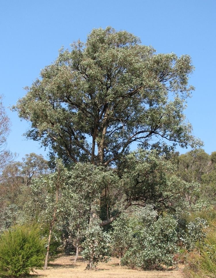 Eucalyptus polyanthemos Eucalyptus polyanthemos Wikipedia