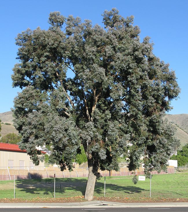 Eucalyptus polyanthemos httpsselectreecalpolyeduimages050061origi