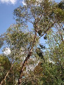 Eucalyptus polybractea httpsuploadwikimediaorgwikipediacommonsthu