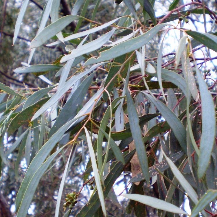 Eucalyptus polybractea Australian Seed EUCALYPTUS polybractea