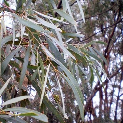 Eucalyptus polybractea Blue Mallee Eucalyptus Essential Oil