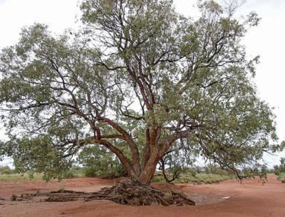 Eucalyptus populnea Factsheet Eucalyptus populnea
