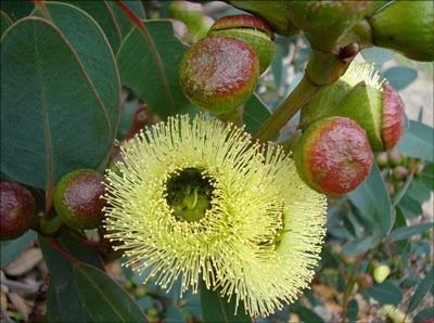 Eucalyptus preissiana Plant of the Month Eucalyptus preissiana