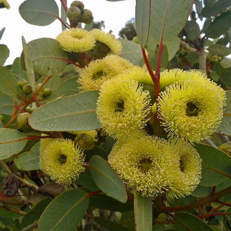 Eucalyptus preissiana Australian Seed EUCALYPTUS preissiana