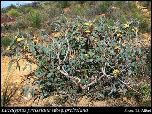 Eucalyptus preissiana Eucalyptus preissiana Schauer subsp preissiana FloraBase Flora of