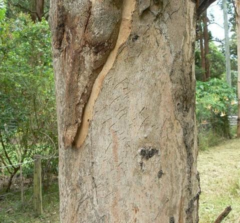 Eucalyptus propinqua Eucalyptus propinqua
