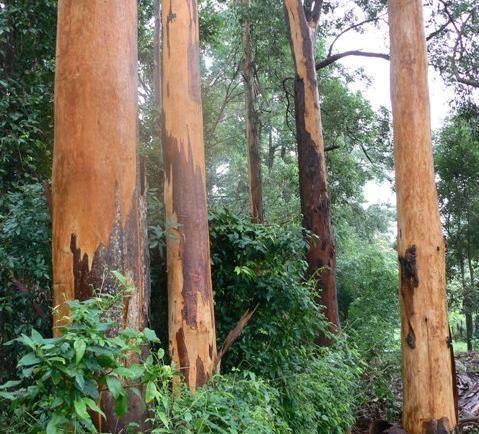 Eucalyptus propinqua Eucalyptus propinqua