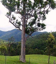 Eucalyptus propinqua httpsuploadwikimediaorgwikipediacommonsthu