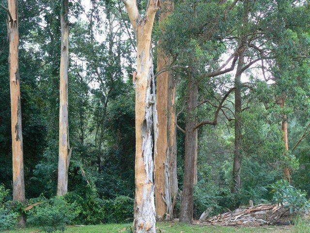 Eucalyptus propinqua Soil Displays Related Keywords amp Suggestions Soil Displays Long