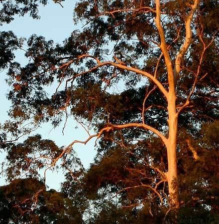 Eucalyptus propinqua Eucalyptus propinqua MYRTACEAE Smallfruited Grey Gum