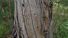Eucalyptus pseudoglobulus httpsuploadwikimediaorgwikipediacommonsthu