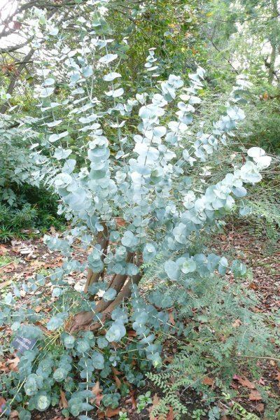 Eucalyptus pulverulenta Eucalyptus pulverulenta Plants Oak Leaf Gardening