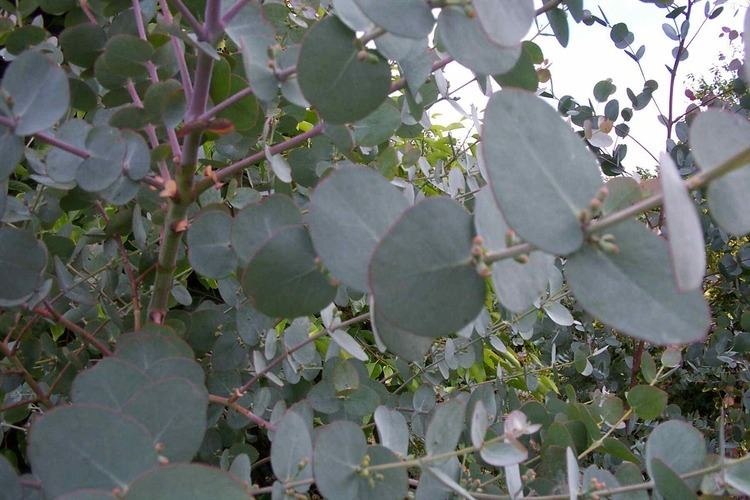 Eucalyptus pulverulenta Product Information