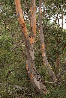 Eucalyptus punctata httpsuploadwikimediaorgwikipediacommonsthu