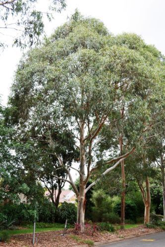 Eucalyptus punctata GREY GUM Eucalyptus punctata 100 seeds eBay