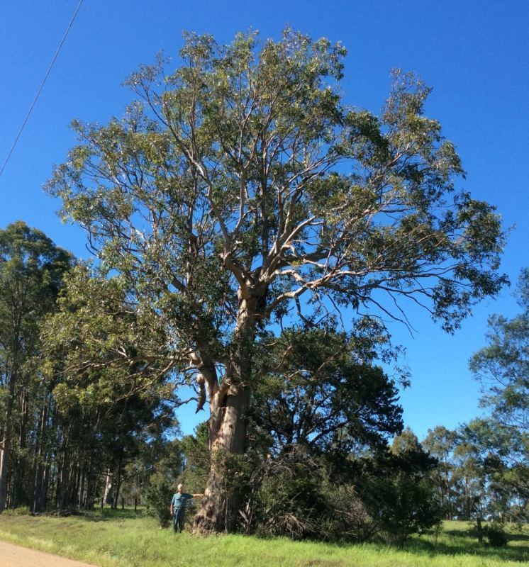 Eucalyptus punctata Tree Register National Register of Big Trees