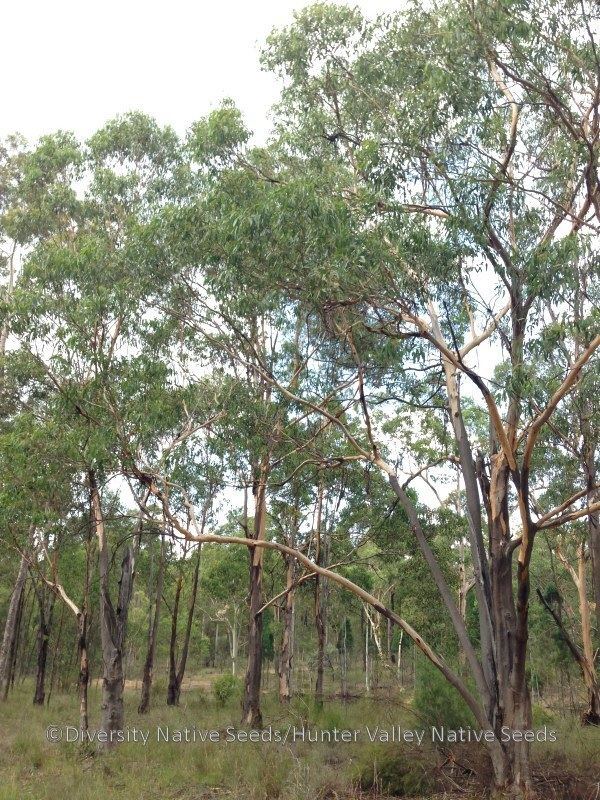 Eucalyptus punctata Eucalyptus punctata grey gum Diversity Native Seeds